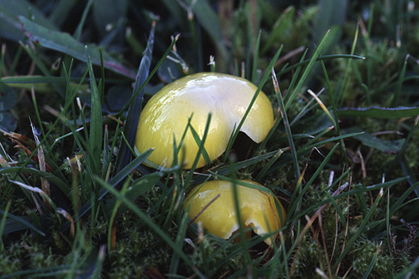 Parrot Wax Cap by Richard Perchard