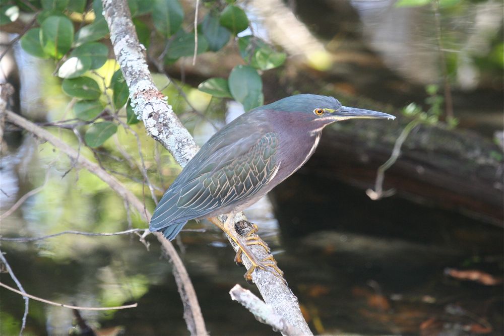 Green Heron by Tony Paintin