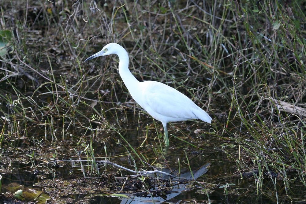 Little Blue Heron juvenile by Tony Paintin