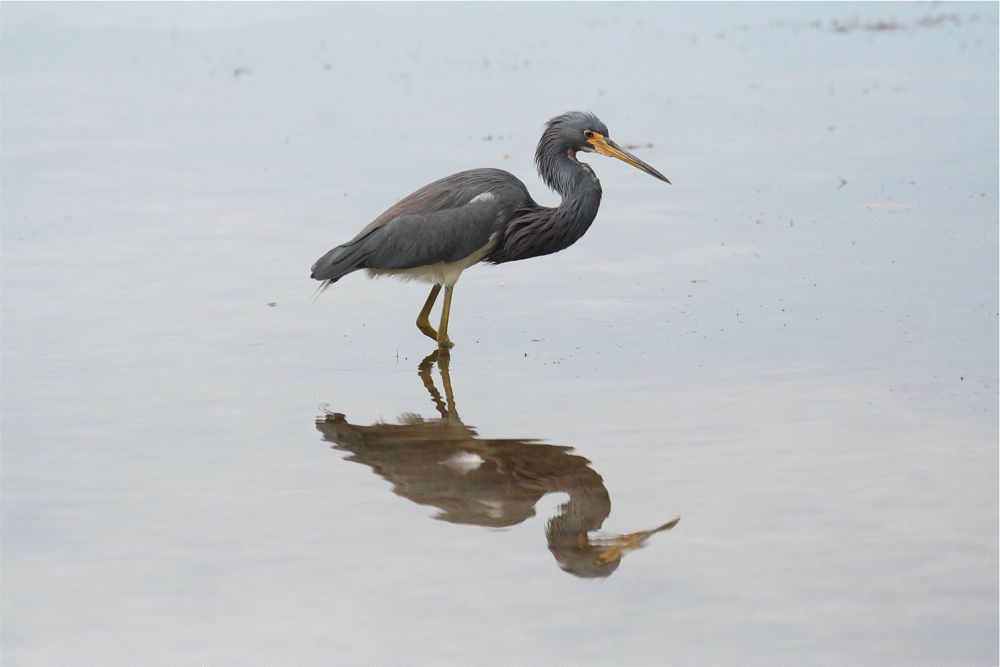 Tri-coloured Heron by Tony Paintin