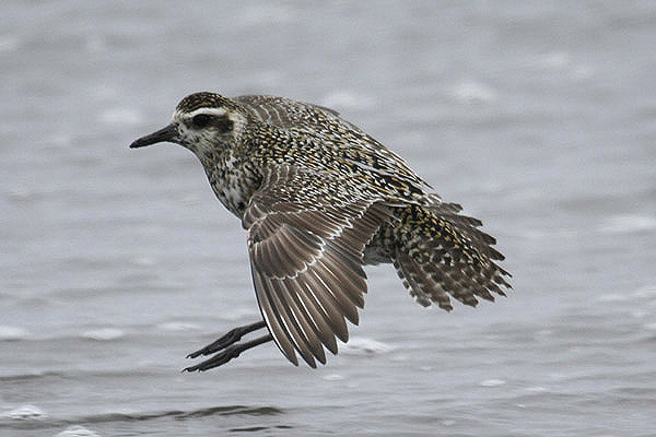 American Golden Plover by Mick Dryden