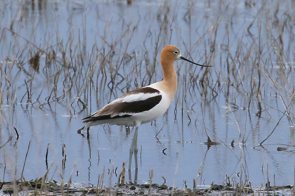 American Avocet by Mick Dryden