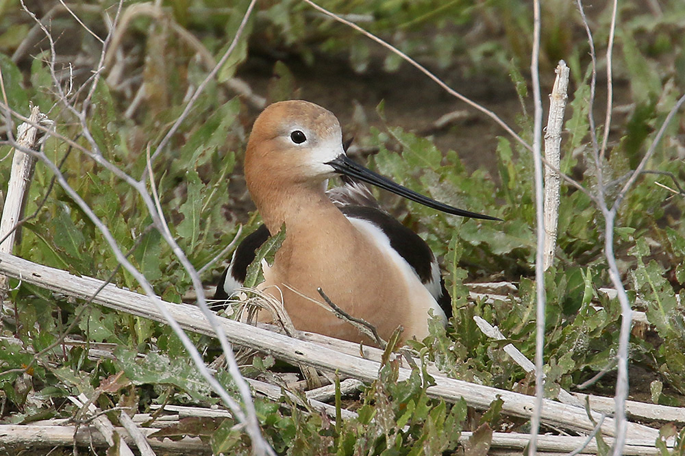 American Avocet by Mick Dryden