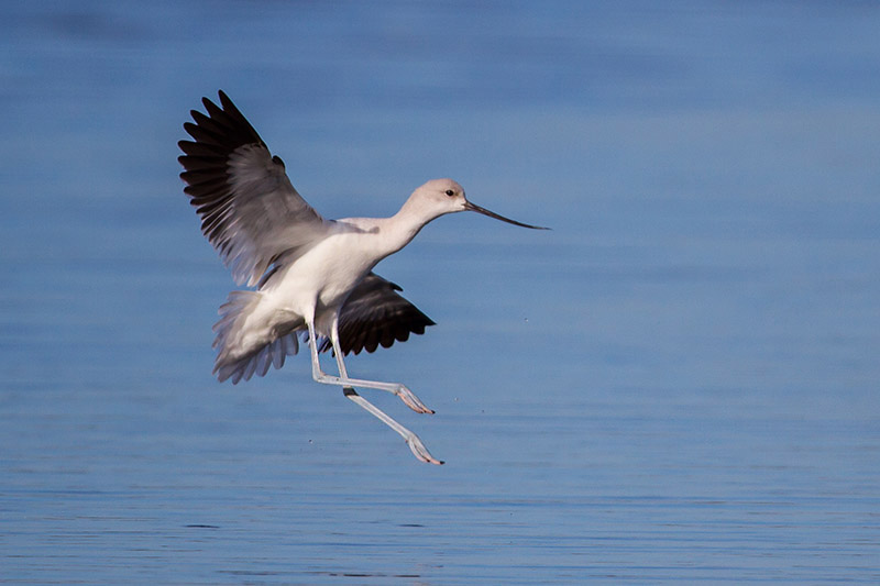 American Avocet by Miranda Collett