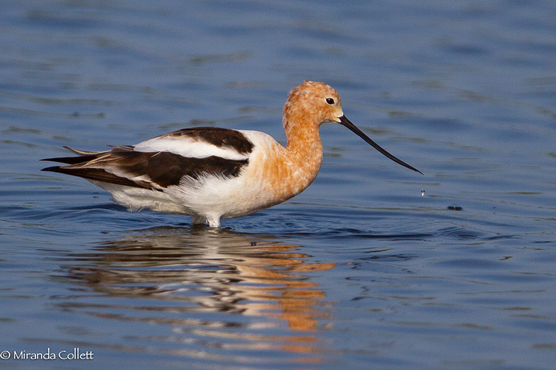 American Avocet by Miranda Collett