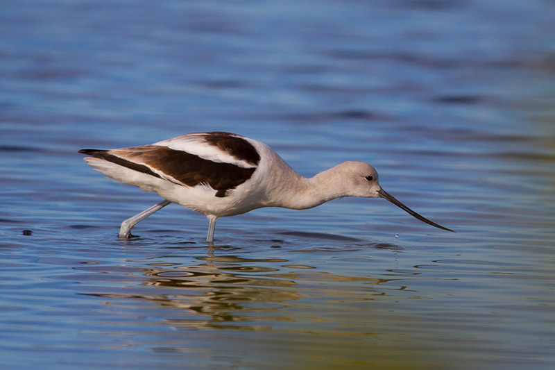 American Avocet by Miranda Collett