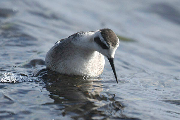 Red-necked Phalarope by Mick Dryden