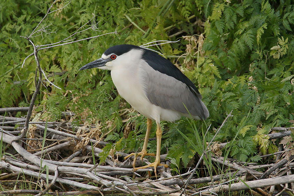 Black-crowned Night Heron by Mick Dryden