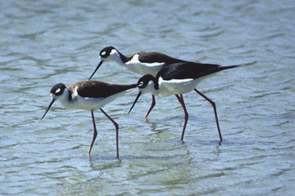 Black necked Stilts by Mick Dryden