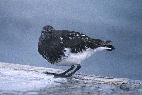 Black Turnstone by Mick Dryden