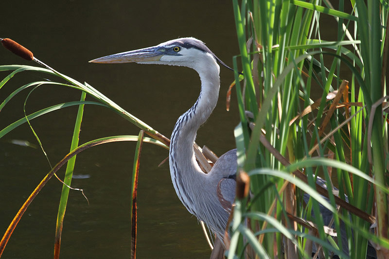 Great Blue Heron by Miranda Collett