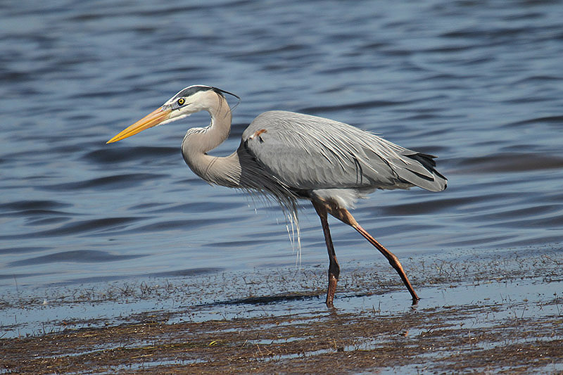 Great Blue Heron by Mick Dryden