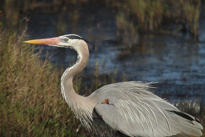 Great Blue Heron by Mick Dryden