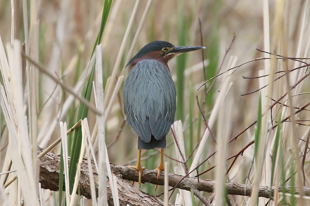 Green Heron by Mick Dryden