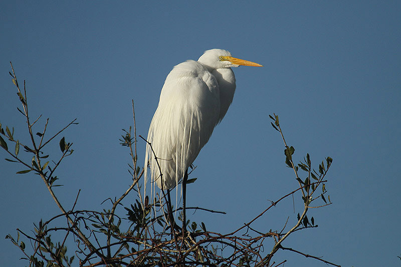 Great White Egret by Mick Dryden