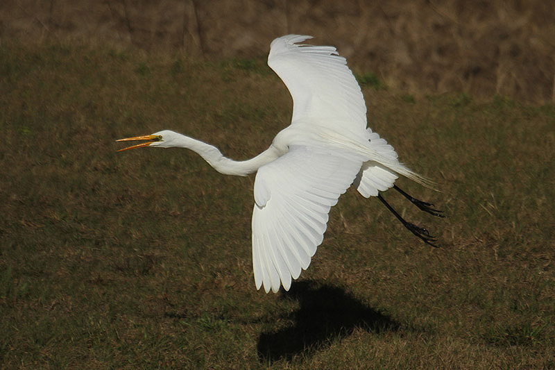 Great White Egret by Mick Dryden