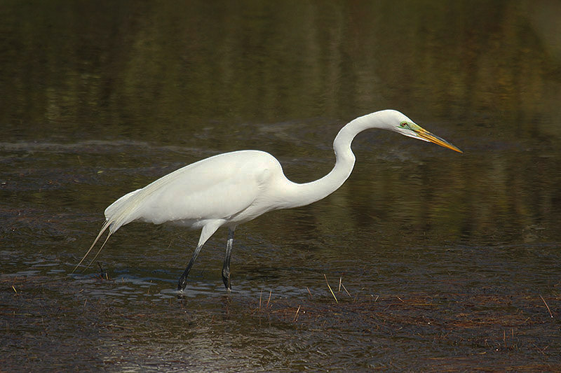 Great White Egret by Mick Dryden