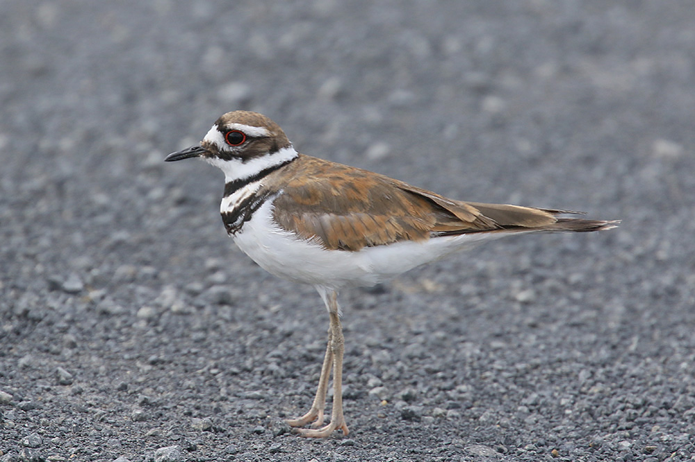 Killdeer by Mick Dryden