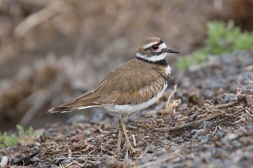 Killdeer by Mick Dryden