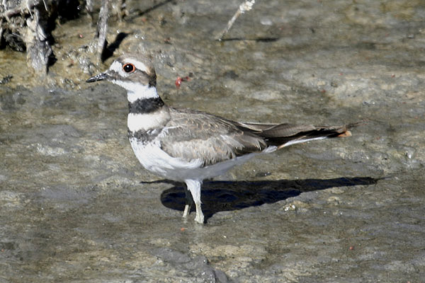Killdeer by Mick Dryden