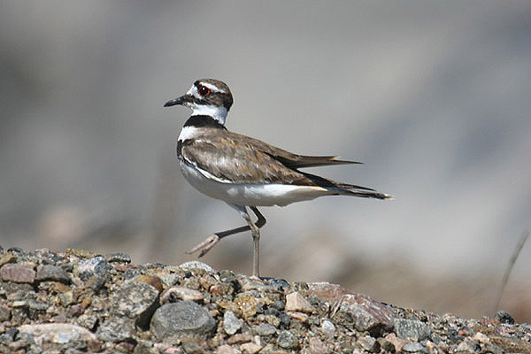 Killdeer by Mick Dryden