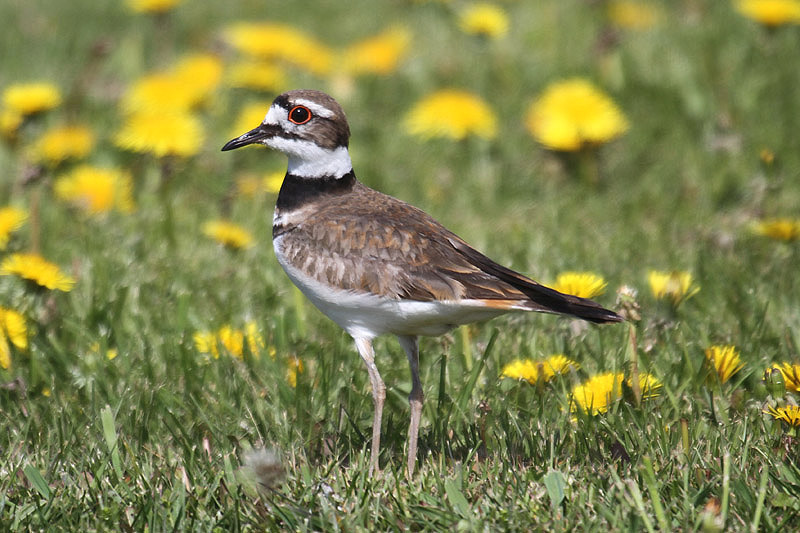 Killdeer by Mick Dryden