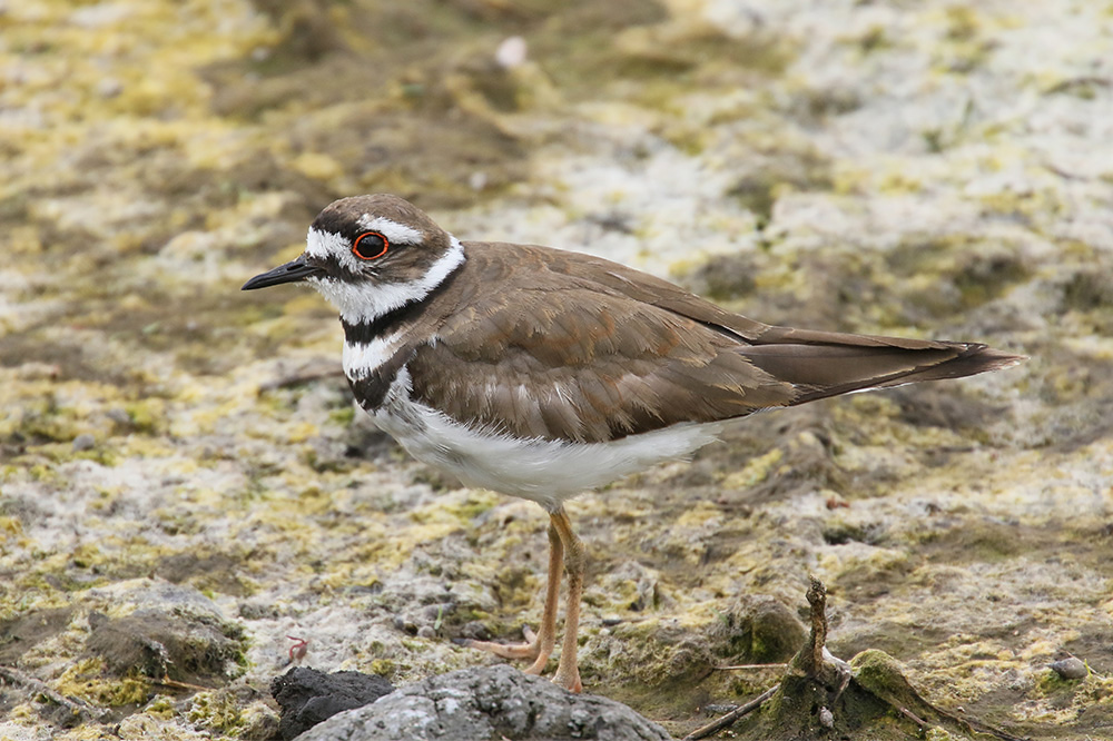 Killdeer by Mick Dryden