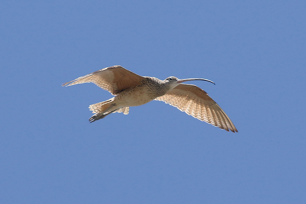 Long-billed Curlew by Mick Dryden