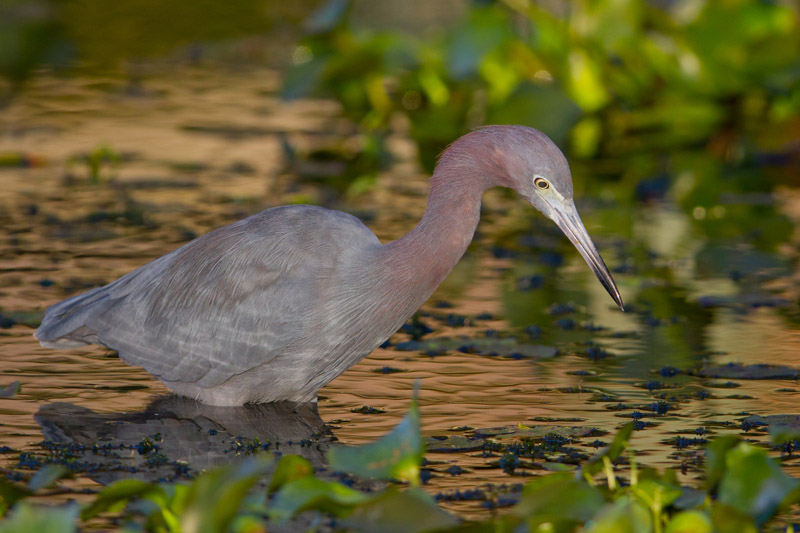 Little Blue Heron by Miranda Collett