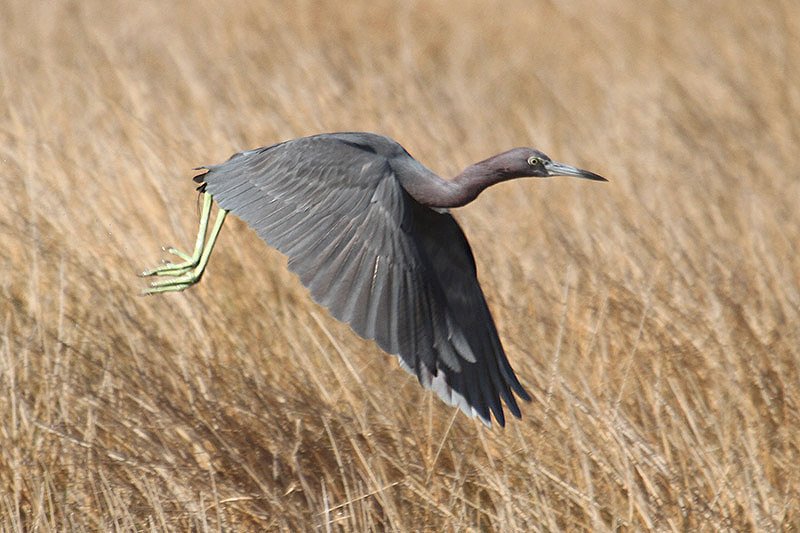 Little Blue Heron by Mick Dryden