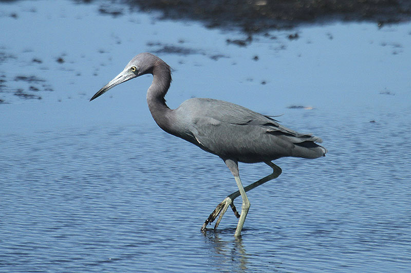 Little Blue Heron by Mick Dryden