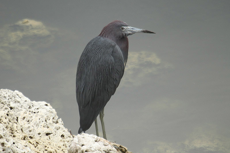 Little Blue Heron by Mick Dryden