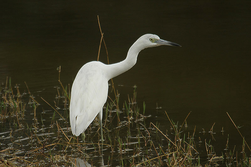 Little Blue Heron by Mick Dryden