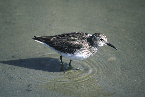 Least Sandpiper by Mick Dryden