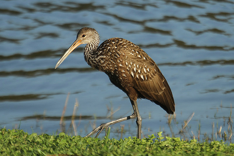 Limpkin by Mick Dryden