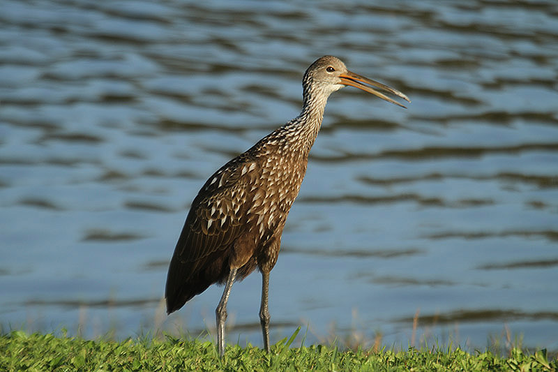 Limpkin by Mick Dryden