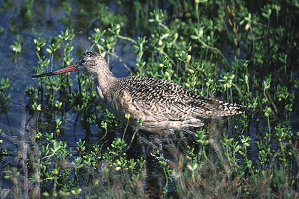 Marbled Godwit by Mick Dryden