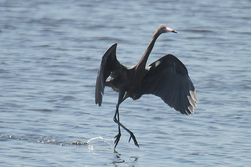 Reddish Egret by Mick Dryden