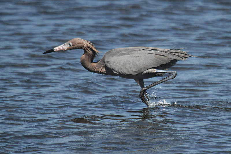 Reddish Egret by Mick Dryden