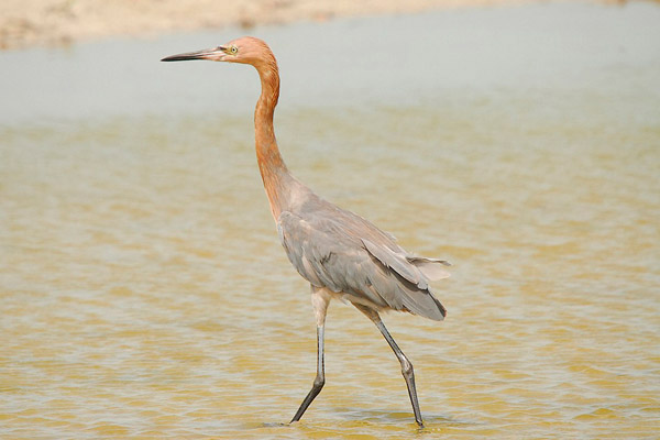 Reddish Egret by Romano da Costa