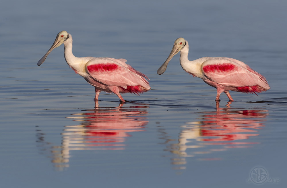 Roseate Spoonbill by Kris Bell