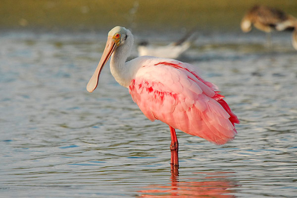 Roseate Spoonbill by Romano da Costa