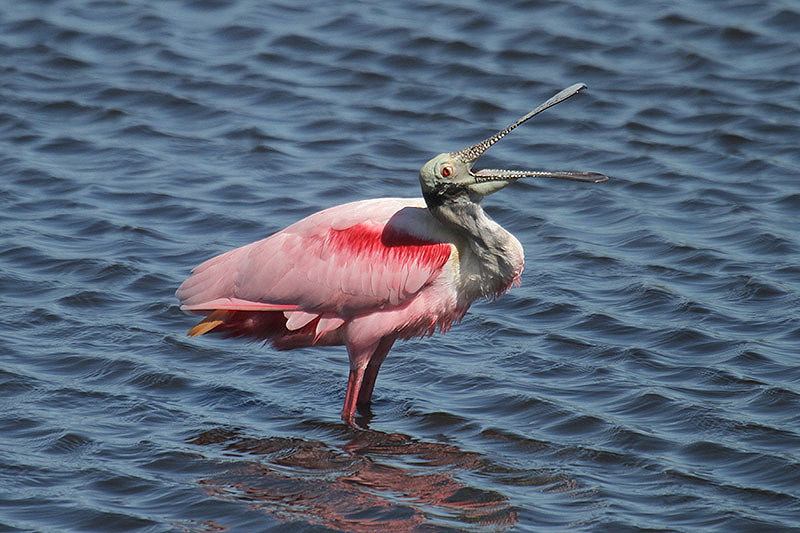 Roseate Spoonbill by Mick Dryden