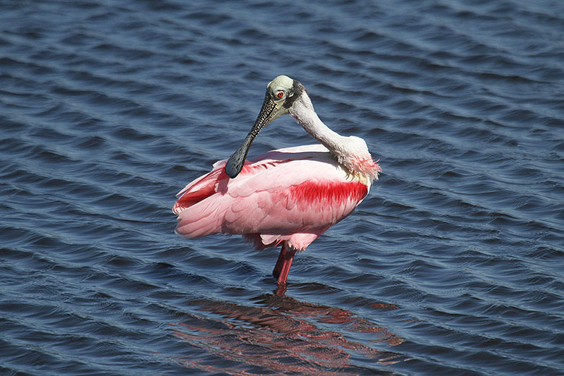 Roseate Spoonbill by Mick Dryden