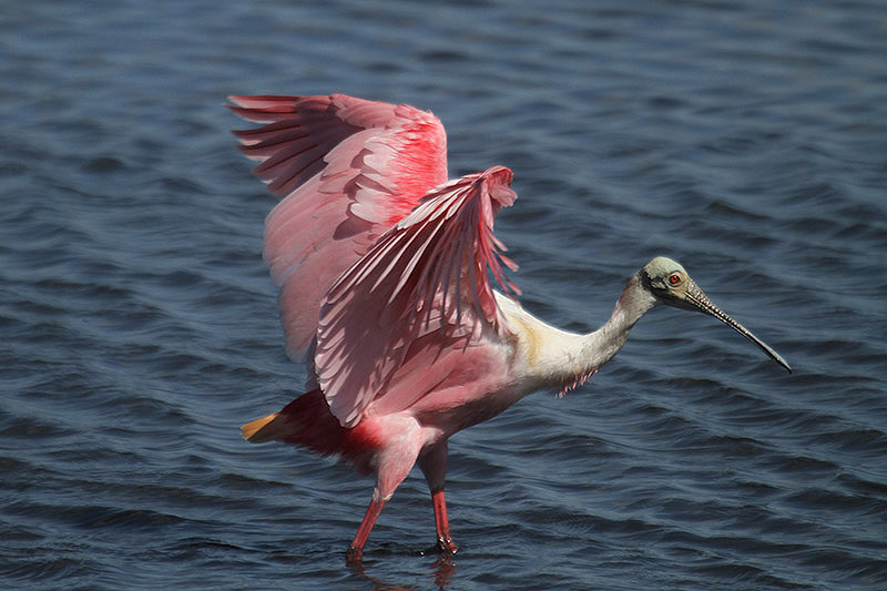 Roseate Spoonbill by Mick Dryden