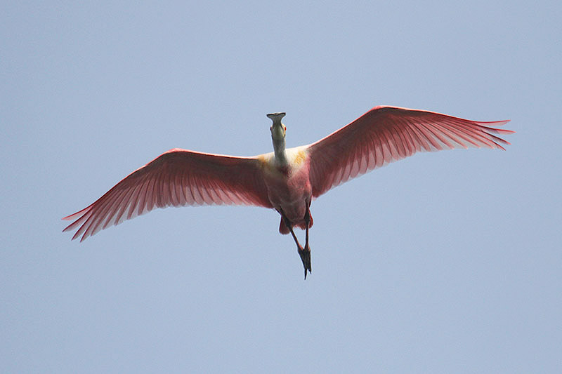 Roseate Spoonbill by Mick Dryden