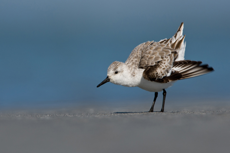 Sanderling by Romano da Costa