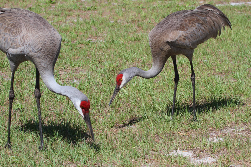 Sandhill Cranes by Miranda Collett