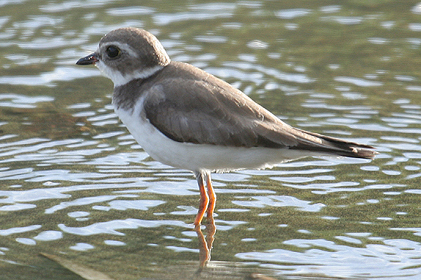 Semi-palmated Plover by Mick Dryden