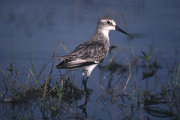 Semipalmated Sandpiper by Mick Dryden